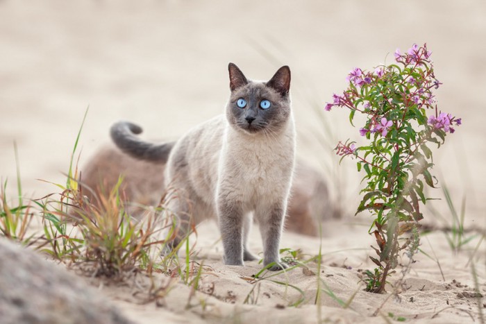 花とタイ猫