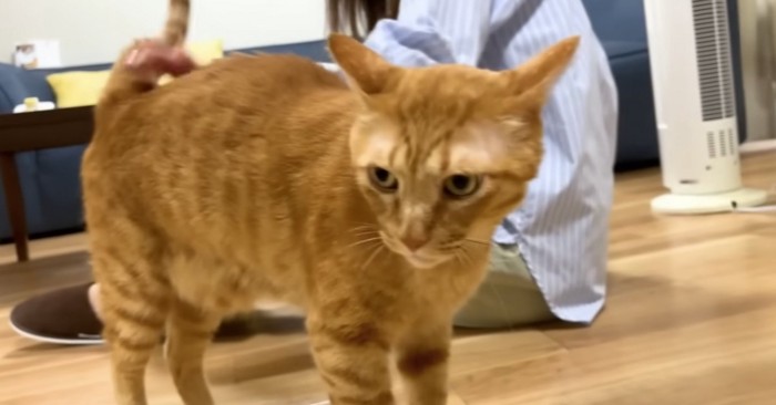 恍惚な顔をするまるとら