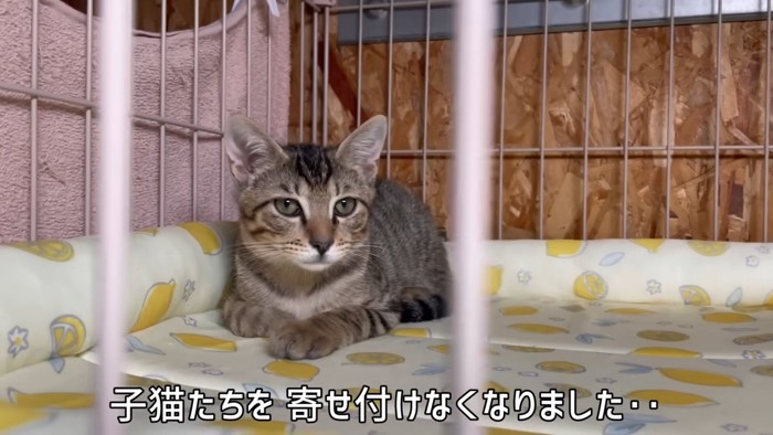 隅にいる子猫