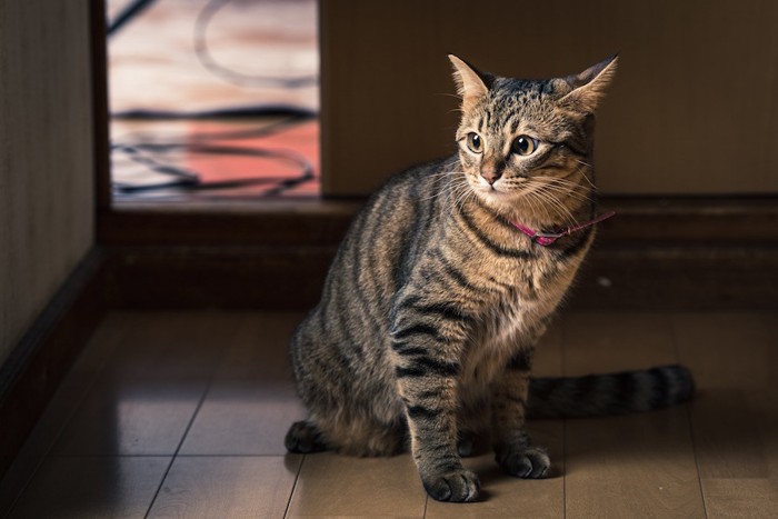 音にビックリして耳を立てる猫