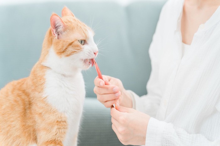 おやつをもらう猫