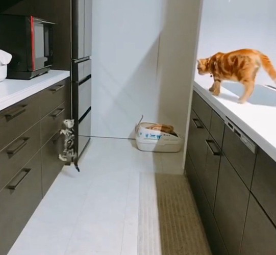 取っ手にしがみつく猫3