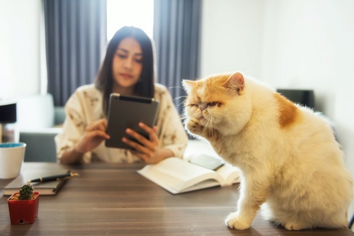 タブレットを見る女性とテーブルの上で毛繕いをする猫