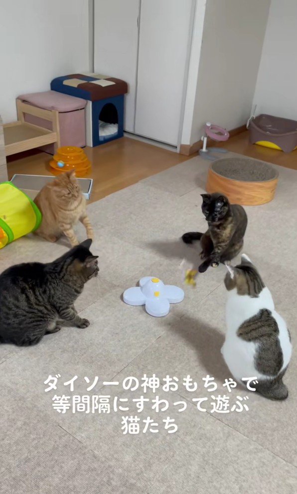 おもちゃを囲む猫たち