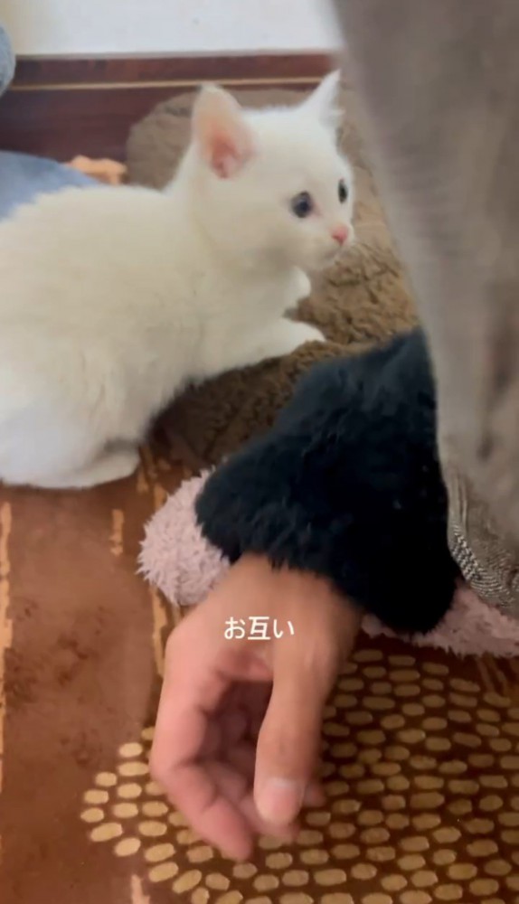 女性の足元の子猫