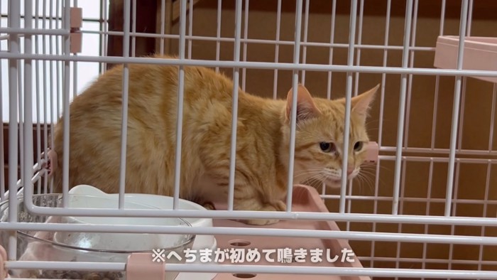 ケージの中で鳴く猫