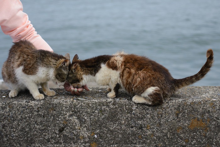 島猫にエサをあげている写真