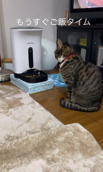 自動給餌器の前の猫