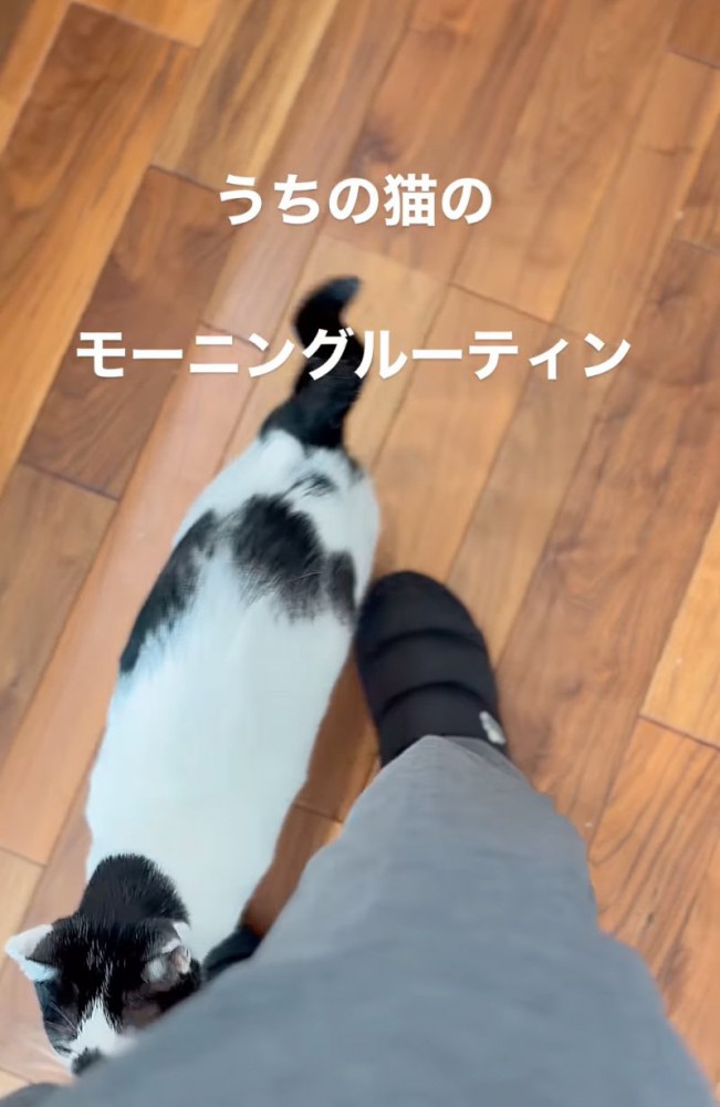 足元にくる猫