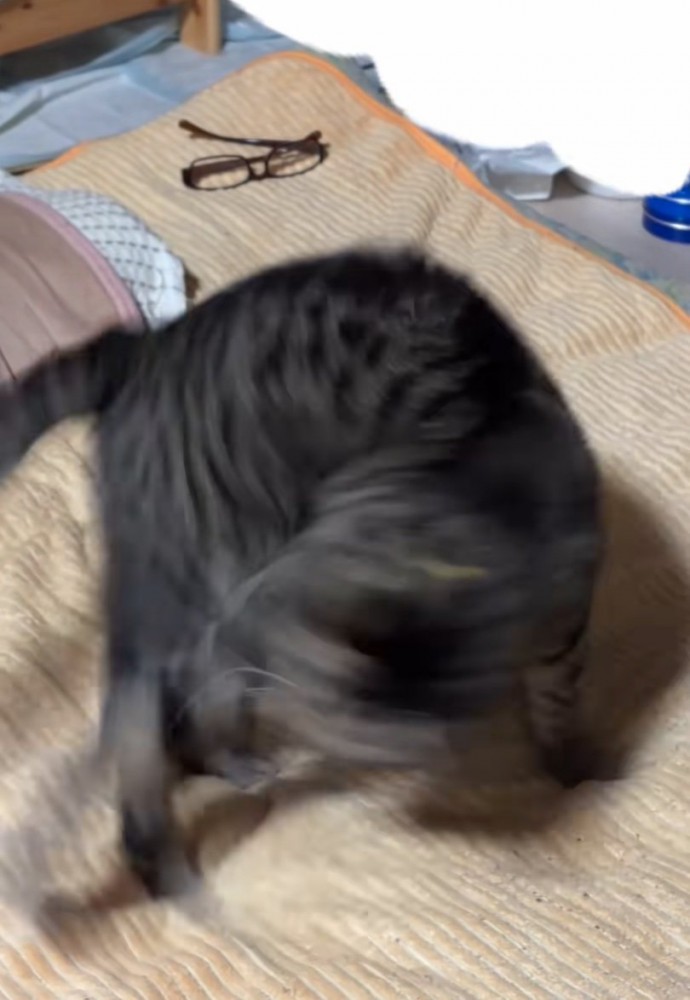 回転する猫