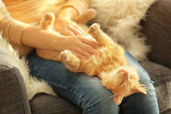 膝の上でくつろぐ長毛種の猫