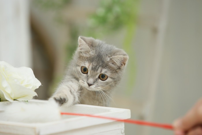 我が家の猫の子猫時代の写真