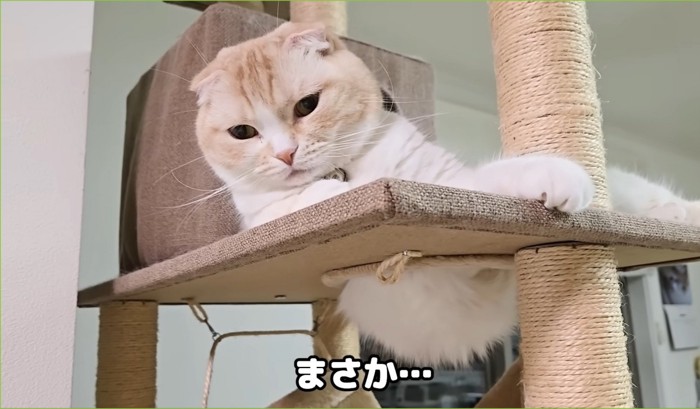 「まさか…」キャットタワーにお尻がはまっている猫