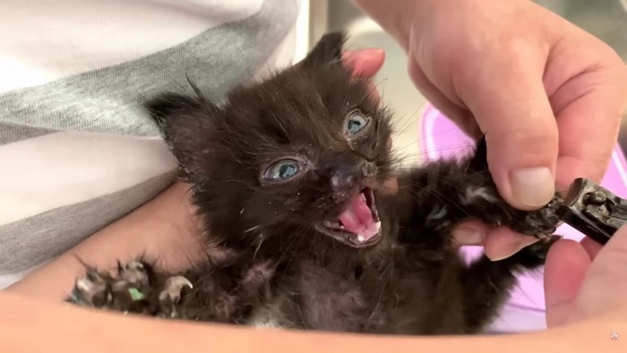 口を開ける黒猫の子猫