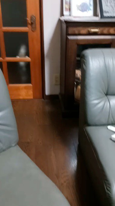 硝子越しに映る猫のシルエット
