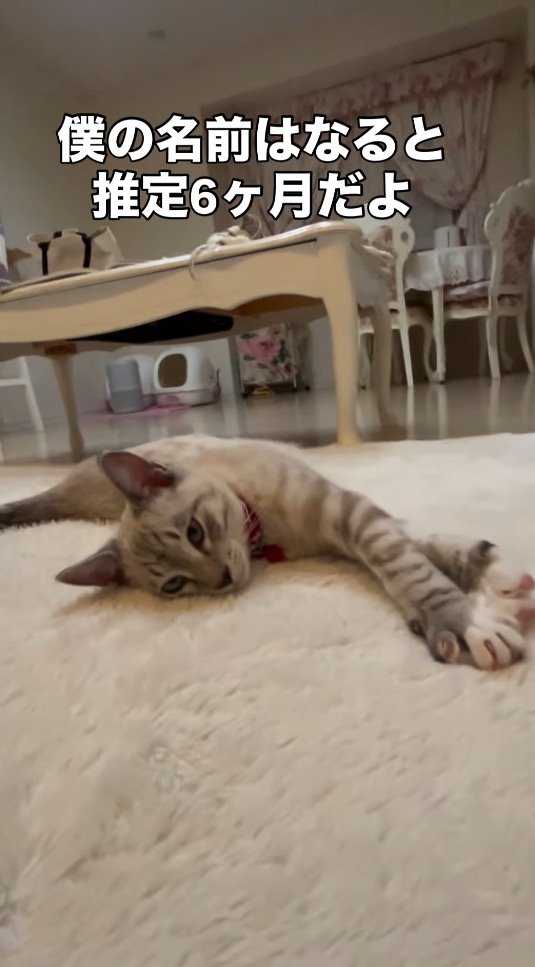 床に寝そべる猫