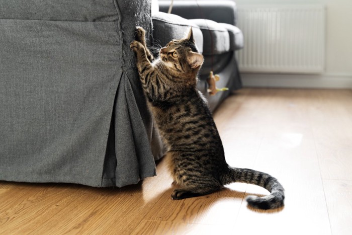 ソファで爪を研ぐ猫