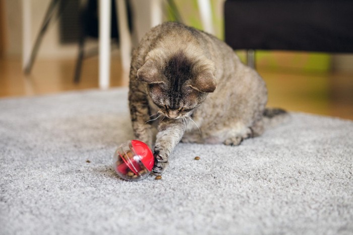 知育トイからフードを取り出す猫
