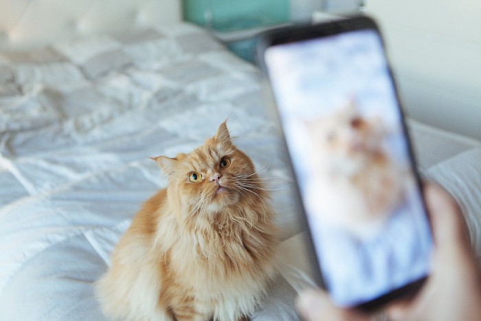 スマホにカメラ目線の猫