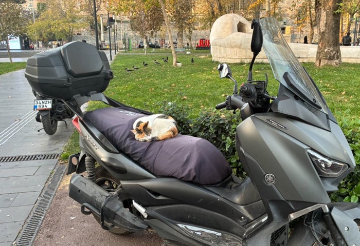 バイクの上で眠る猫