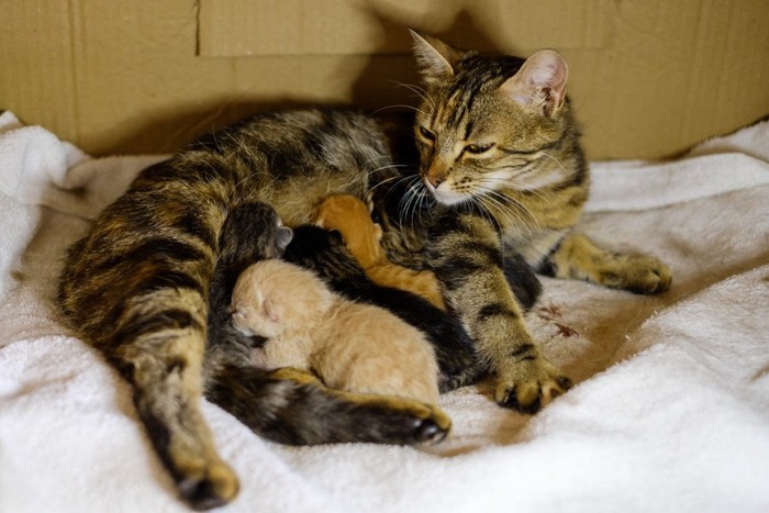 母猫のお乳を飲む猫