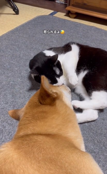 犬と猫2