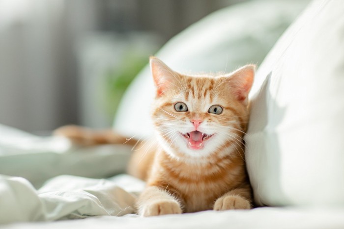枕元でこちらを見て鳴く猫