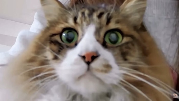 長毛猫ちゃんのお顔