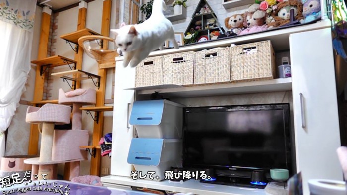 飛び降りる猫