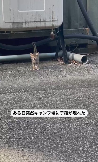 寂しそうに寄り添える相手を探す子猫