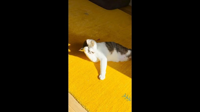 お顔をくしくし