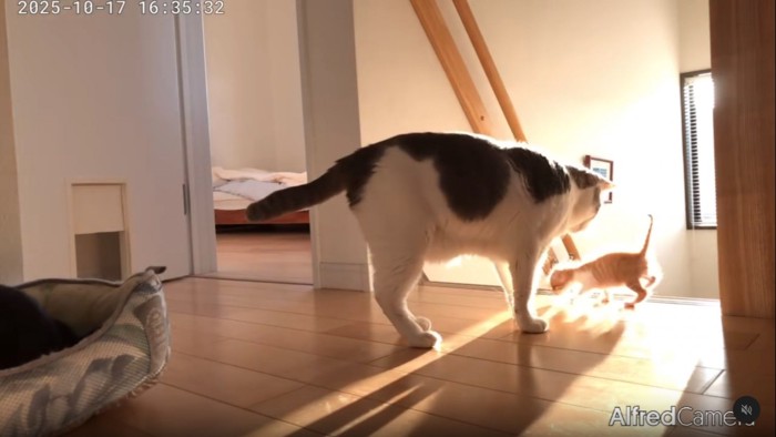 子猫を誘導する猫