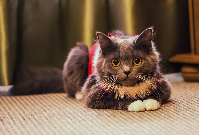 ピーナッツを食べたがる猫