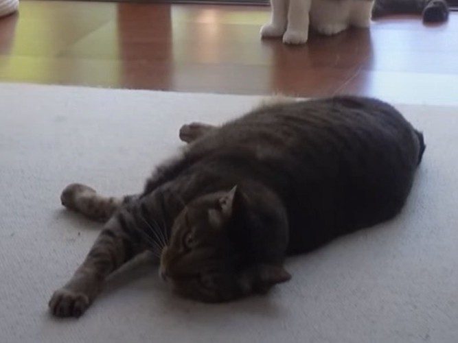 寝転がる猫
