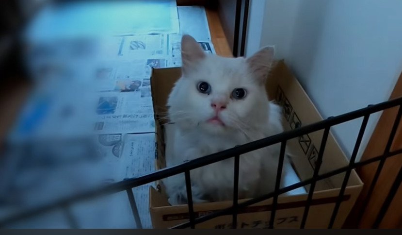 ダンボール箱の中から見上げるシロちゃん