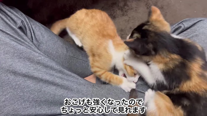 喧嘩をする猫2匹2