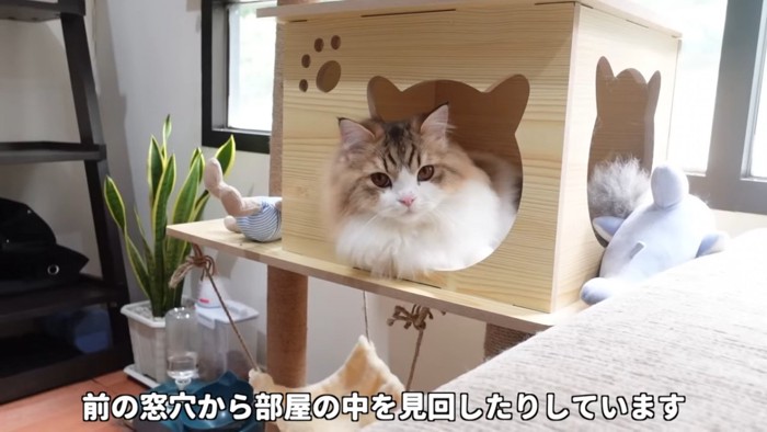 箱から顔をだす猫