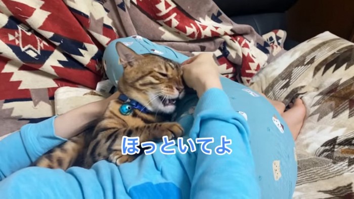 頭をなでられる猫