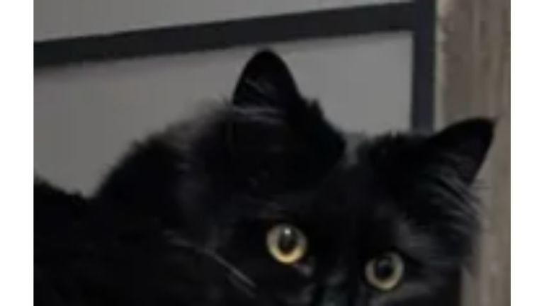 振り向く猫