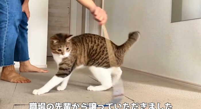 遊んでいる猫