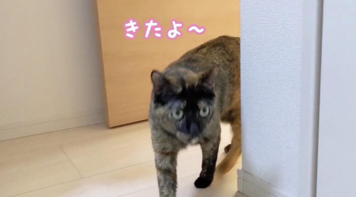 呼んだら来たモモちゃん