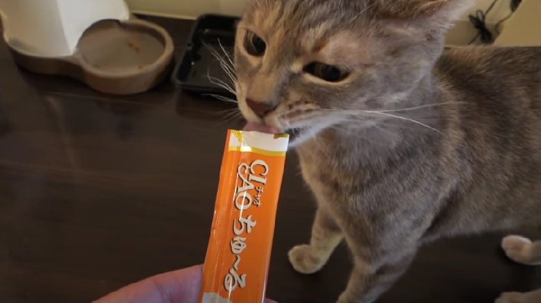 おやつを真剣に食べる猫