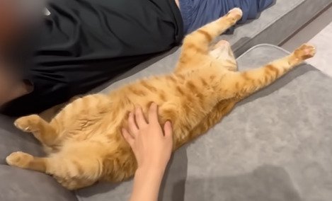 ヘソ天する猫