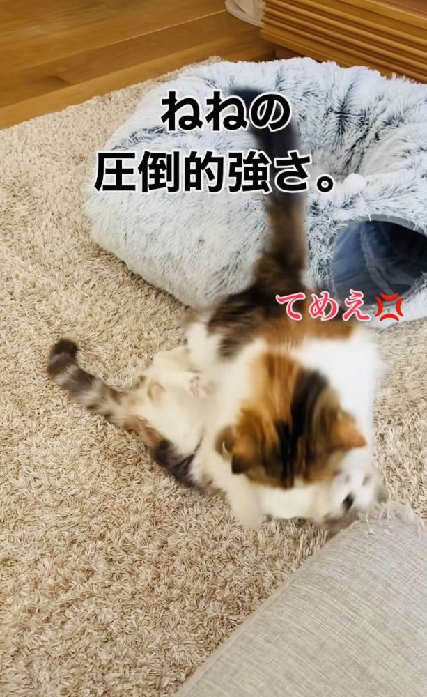 ニャンプロをする姉猫と子猫