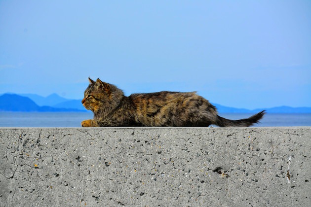 猫島の猫