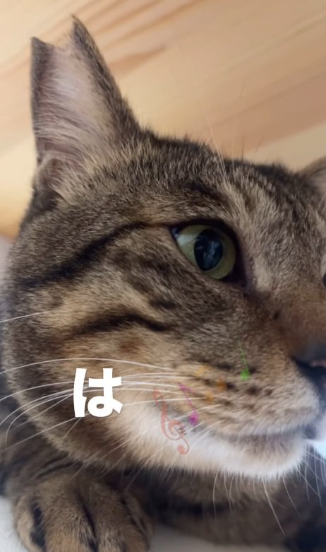 キジトラ猫の顔のドアップ