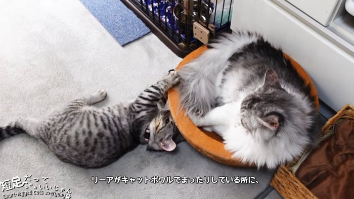 長毛猫と子猫