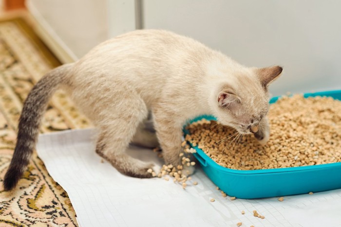 砂をこぼす猫