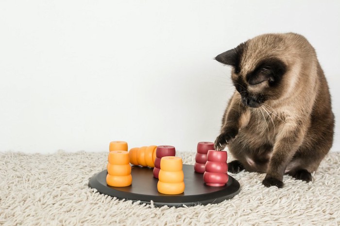 フードパズルに手を伸ばす猫