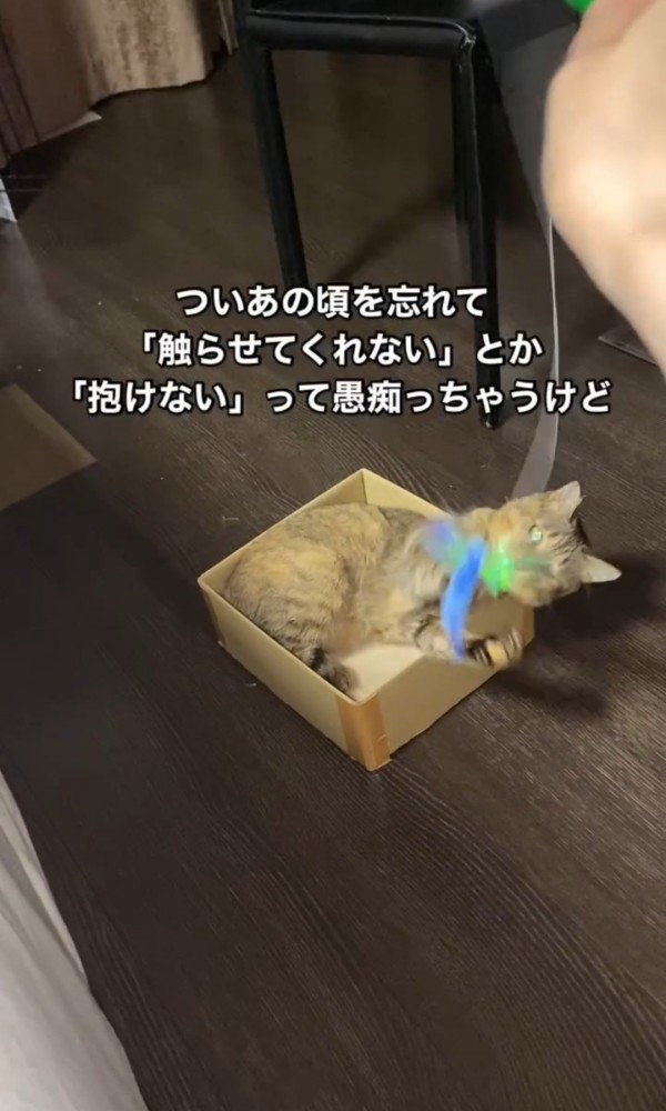 箱に入っておもちゃで遊ぶ猫1